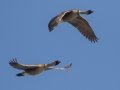 Hawaiian Nene Geese (Endangered) - Kilauea Point NWR - 2020, Jan 16