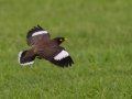 Common Myna (Introduced) - Kilauea Point NWR - 2020, Jan 07