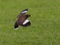 Common Myna (Introduced) - Kilauea Point NWR - 2020, Jan 07