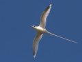 White-tailed Tropicbird (Year-round) Kilauea Point NWR - 2020, Jan 16