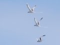 White-tailed Tropicbirds (Year-round) Kilauea Point NWR - 2020, Jan 16