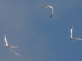 White-tailed Tropicbirds (Year-round) Kilauea Point NWR - 2020, Jan 16