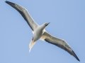 Red-footed Booby (Year Round) - Kilauea Point NWR - 2020, Jan 07