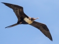 Great Frigatebird, female-  (Year-round) Kilauea Point NWR - 2020, Jan 16