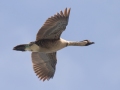 Hawaiian  Goose (Nene) (Endangered) - Kilauea Point NWR - 2020, Jan 16
