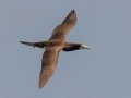 Brown Booby - Kilauea Point NWR - 2020, Jan 16