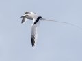 White-tailed Tropicbird (Year-round) Kilauea Point NWR - 2020, Jan 16