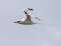 White-tailed Tropicbird (Year-round) Kilauea Point NWR - 2020, Jan 16
