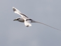 White-tailed Tropicbird (Year-round) Kilauea Point NWR - 2020, Jan 16