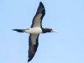 Brown Booby - Kilauea Point NWR - 2020, Jan 16