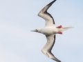 Red-footed Booby (Year Round) - Kilauea Point NWR - 2020, Jan 07