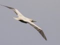 Red-footed Booby (Year Round) - Kilauea Point NWR - 2020, Jan 07