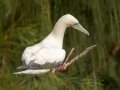 Red-footed Booby (Year Round) - Kilauea Point NWR - 2020, Jan 07