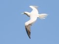 Red-footed Booby (Year Round) - Kilauea Point NWR - 2020, Jan 07