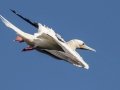 Red-footed Booby (Year Round) - Kilauea Point NWR - 2020, Jan 07