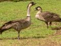 Hawaiian Nene Geese (Endangered) - Kilauea Point NWR - 2020, Jan 16