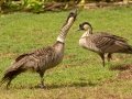 Hawaiian Nene Geese (Endangered) - Kilauea Point NWR - 2020, Jan 16