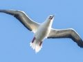 Red-footed Booby (Year Round) - Kilauea Point NWR - 2020, Jan 07