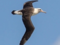 Laysan Albatross (November-July) - Kilauea Point NWR - 2020, Jan 07