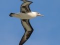 Laysan Albatross (November-July) - Kilauea Point NWR - 2020, Jan 07