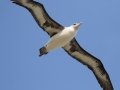 Laysan Albatross (Nov - July) - Kilauea Point NWR - 2020, Jan 16