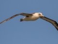 Laysan Albatross (Nov - July) - Kilauea Point NWR - 2020, Jan 16