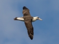 Laysan Albatross (Nov - July) - Kilauea Point NWR - 2020, Jan 16