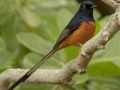 White-rumped Shama (Introduced) - Princeville - 2020, Jan 09