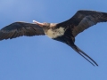 Great Frigatebird, female- (Year-round) Kilauea Point NWR - 2020, Jan 16