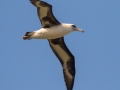 Laysan Albatross (Nov - July) - Kilauea Point NWR - 2020, Jan 16