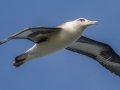 Laysan Albatross (Nov - July) - Kilauea Point NWR - 2020, Jan 16