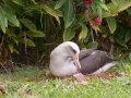 Laysan Albatross (Nov - July) - Sitting on Nest - Princeville, 2020, Jan 13