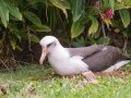 Laysan Albatross (Nov - July) - Sitting on Nest - Princeville, 2020, Jan 13