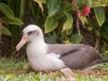 Laysan Albatross (Nov - July) - Sitting on Nest - Princeville, 2020, Jan 13