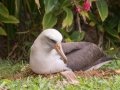 Laysan Albatross (Nov - July) - Sitting on Nest - Princeville, 2020, Jan 13