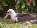 Laysan Albatross (Nov - July) - Sitting on Nest - Princeville, 2020, Jan 13
