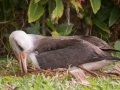 Laysan Albatross (Nov - July) - Sitting on Nest - Princeville, 2020, Jan 13