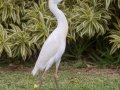 Cattle Egret - - Princeville - 2020, Jan 09