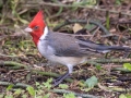 Red-crested Cardinal - (Introduced) - Princeville - 2020, Jan 09
