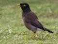 Common Myna - (Introduced) - Princeville - 2020, Jan 09
