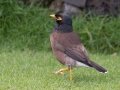 Common Myna - (Introduced) - Princeville - 2020, Jan 09