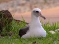 Laysan Albatross (Nov - July) - Sitting on Nest - Princeville, 2020, Jan 13