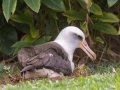 Laysan Albatross (Nov - July) - Sitting on Nest - Princeville, 2020, Jan 13