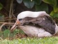 Laysan Albatross (Nov - July) - Sitting on Nest - Princeville, 2020, Jan 13