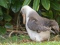 Laysan Albatross (Nov - July) - Sitting on Nest - Princeville, 2020, Jan 13