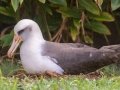 Laysan Albatross (Nov - July) - Sitting on Nest - Princeville, 2020, Jan 13