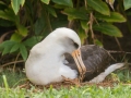 Laysan Albatross (Nov - July) - Sitting on Nest - Princeville, 2020, Jan 13