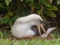 Laysan Albatross (Nov - July) - Sitting on Nest - Priceville, 2020, Jan 13