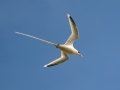 White-tailed Tropicbird (Year-round) - Kilauea Point NWR - 2020, Jan 09