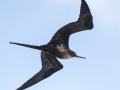Great Frigatebird, male - (Year-round) Kilauea Point NWR - 2020, Jan 09